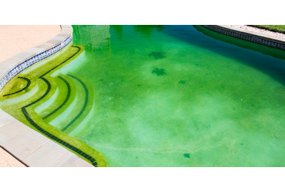 algas en la piscina