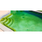 algas en la piscina